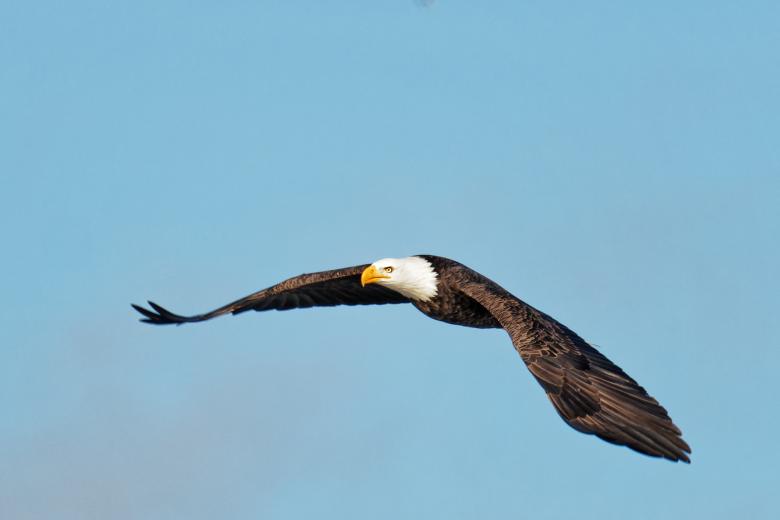Free stock image of Bald Eagle with wings extended created by Geoffrey Whiteway