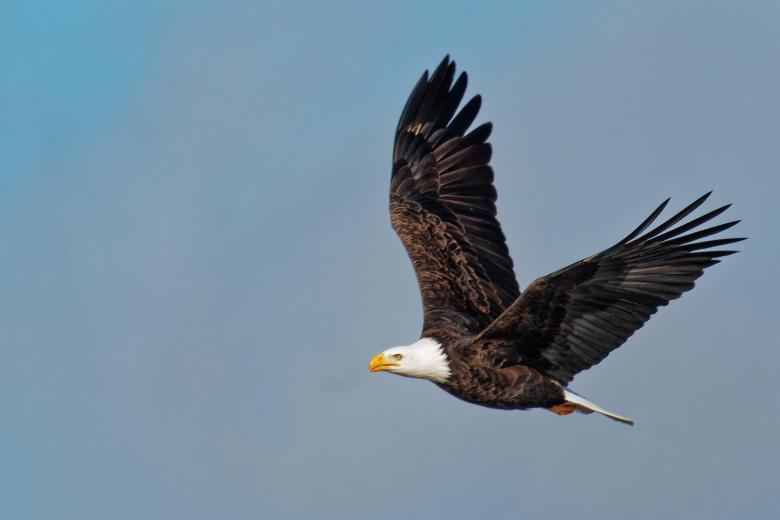 Free stock image of Bald Eagle Flying created by Geoffrey Whiteway