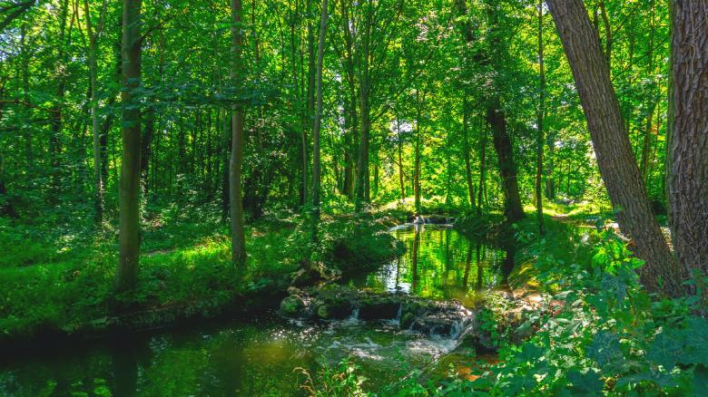 Free stock image of River in forest created by Dreamlandscape