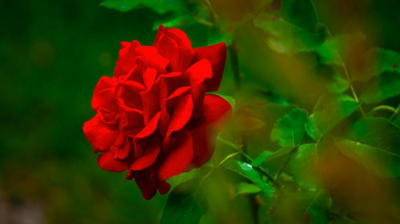 Free stock image of Rose created by Dreamlandscape