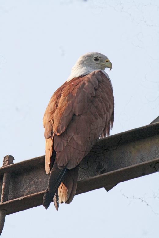 Free stock image of Brahminy Kite created by sylvester alphonso