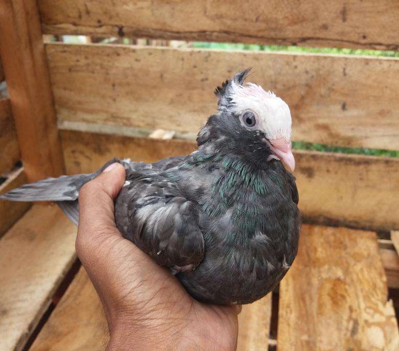 Free stock image of Mookee Pigeon Silver created by Infinity Focus