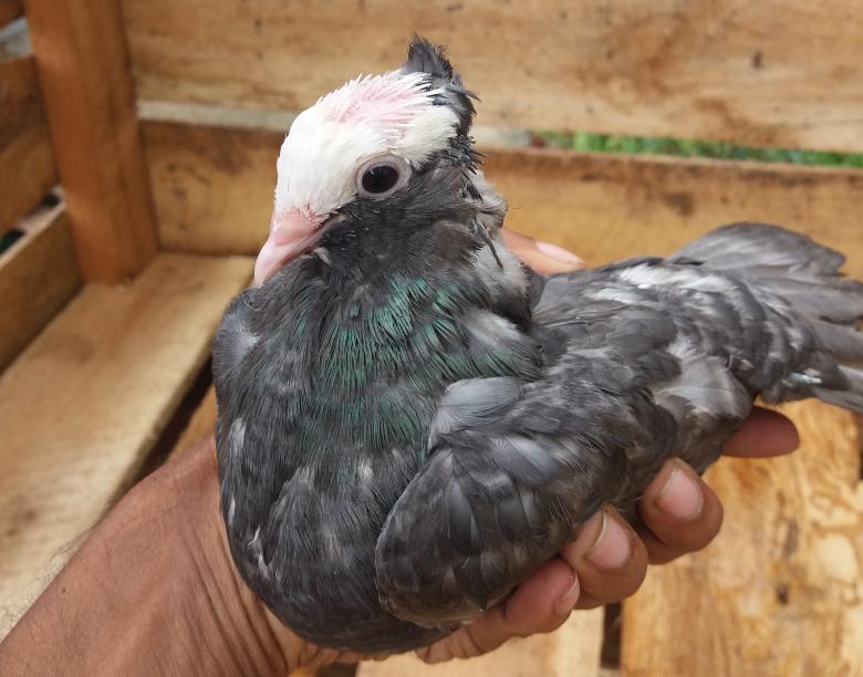 Free stock image of Mookee Pigeon Silver created by Infinity Focus