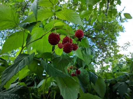 Berries in tree - Free Stock Photo