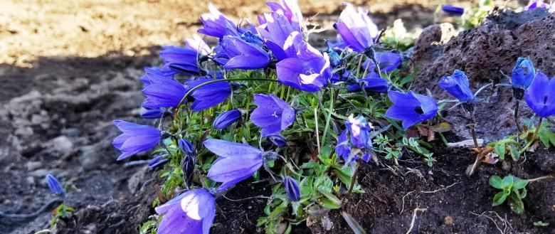 Free stock image of Wildflowers created by Kelly Peebles