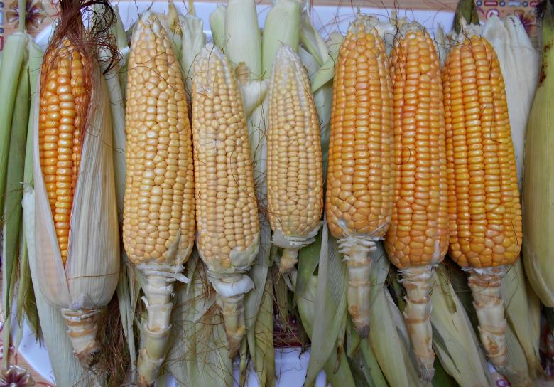 Free stock image of  Raw Sweet Corn created by Farzana Ahmad Awan