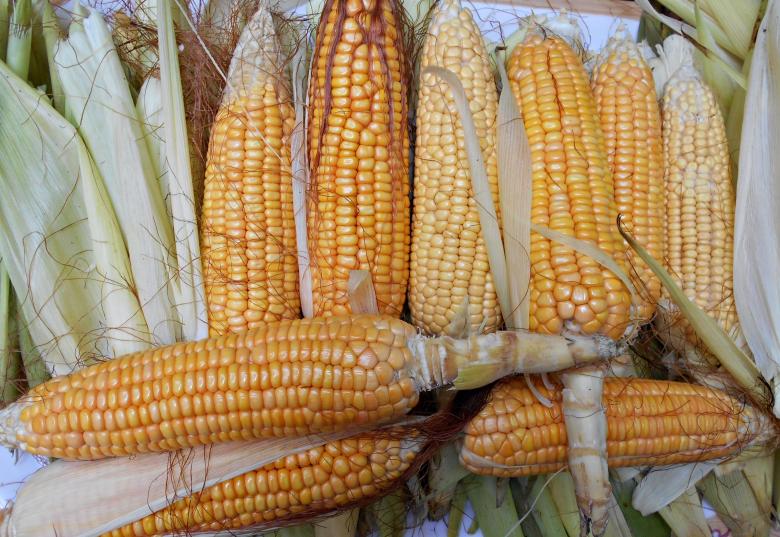 Free stock image of Ripe Corn Close-Up created by Farzana Ahmad Awan