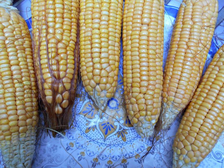 Free stock image of Fresh and Sweet Corn created by Farzana Ahmad Awan