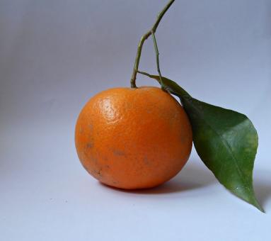 Fresh Orange With Leaf  - Free Stock Photo