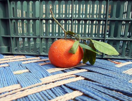 Single Orange - Free Stock Photo