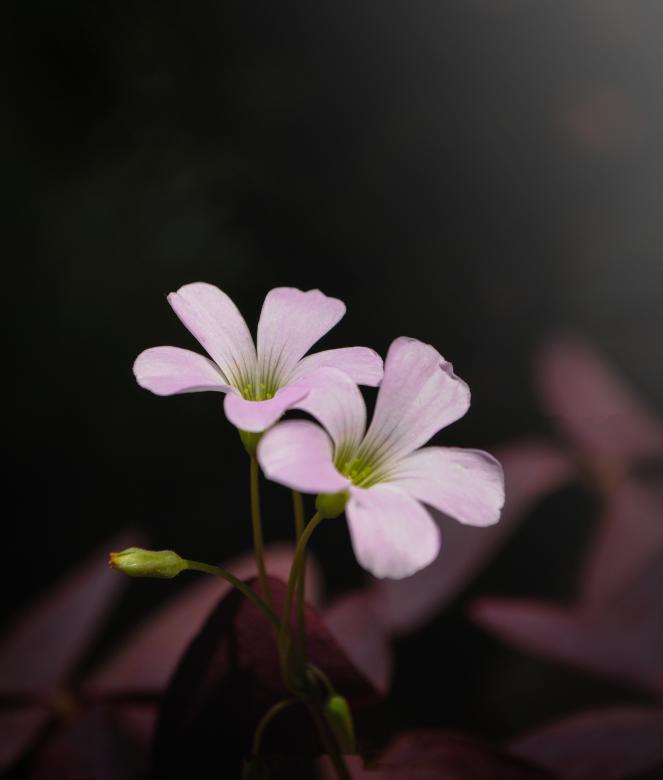 Free stock image of violate color flower  created by nl photography
