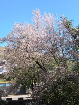 awesome pink cherry blossom branch with blue sky background - Free Stock Photo
