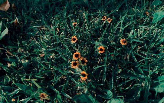 Pequeñas flores - Free Stock Photo
