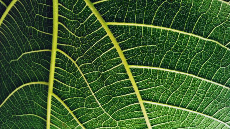 Free stock image of Fig Leaf created by Farzana Ahmad Awan