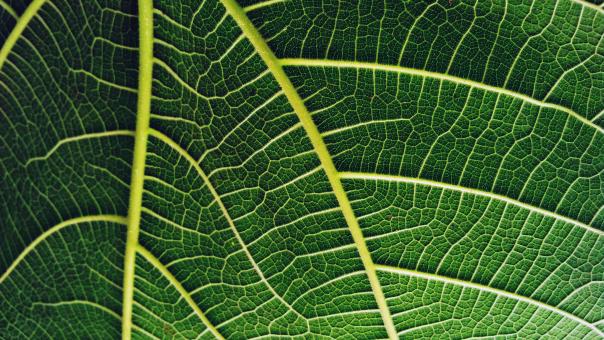 Fig Leaf - Free Stock Photo