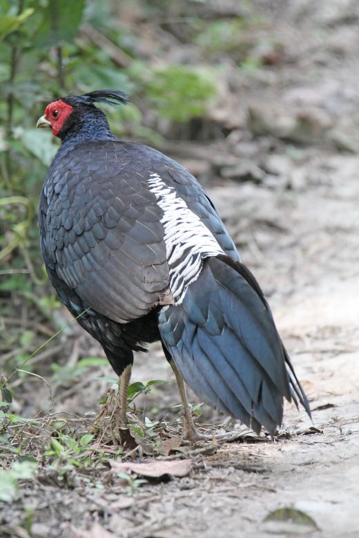 Free stock image of Kalij Pheasant created by sylvester alphonso