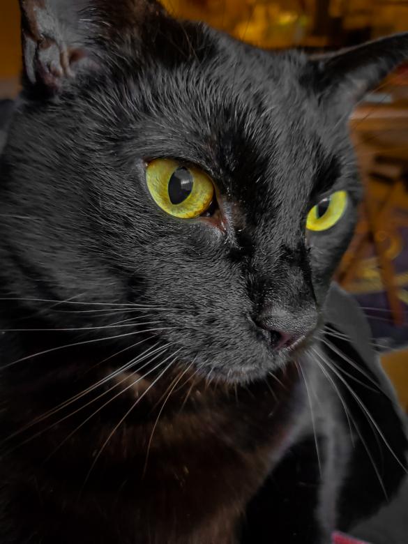 Free stock image of Distant Stare created by Amanda Rescoe