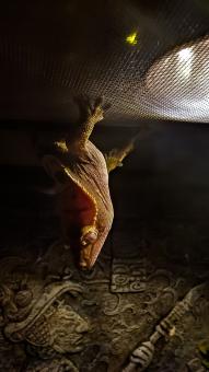 Gecko Gymnastics - Free Stock Photo