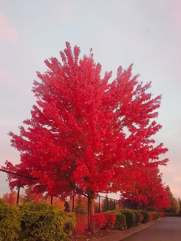 Free stock image of Fall Fire created by Amanda Rescoe