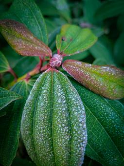 Frosted Petals - Free Stock Photo