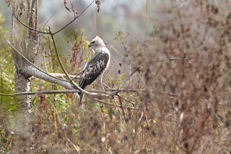 Free stock image of Changeable hawk eagle created by sylvester alphonso
