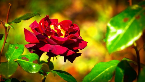 A red flower