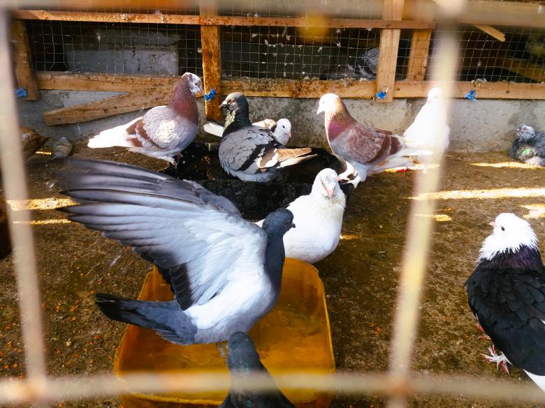 Free stock image of Bathing for pigeons in the hot summer created by Infinity Focus