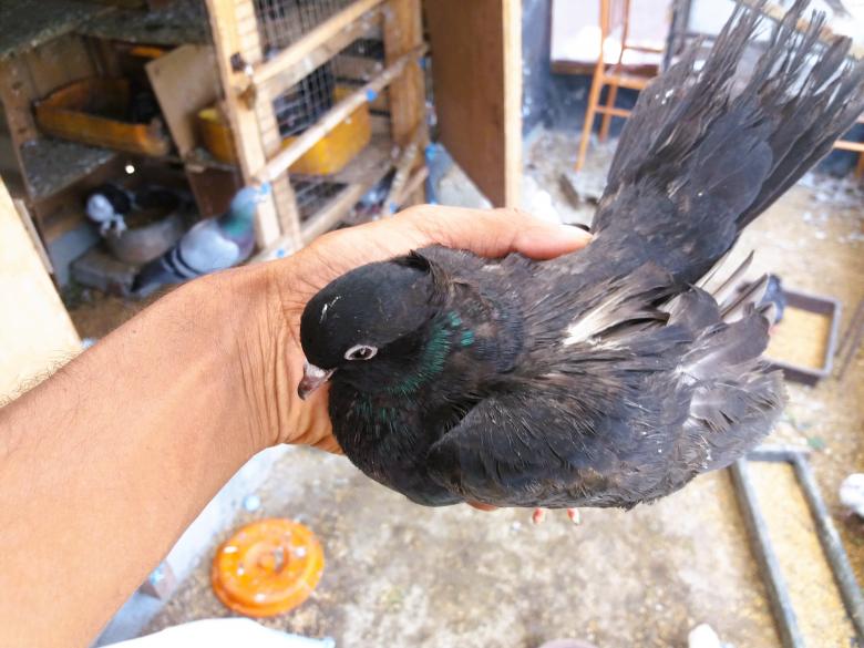 Free stock image of Holding a Black Pigeon, Ground Roller Pigeon Breed created by Infinity Focus
