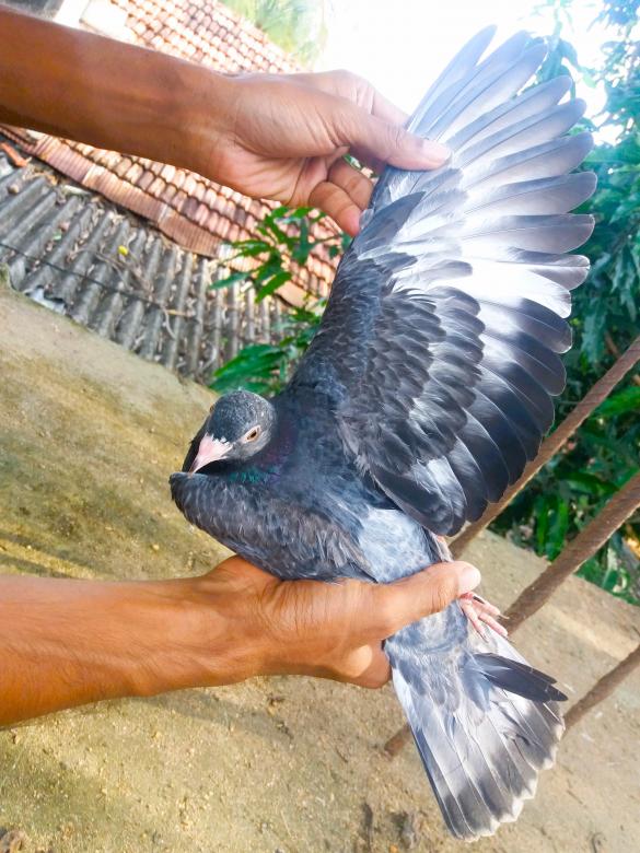Free stock image of High Fly Indian Pigeon Breed created by Infinity Focus