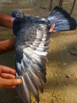 High Fly Indian Pigeon Breed - Free Stock Photo