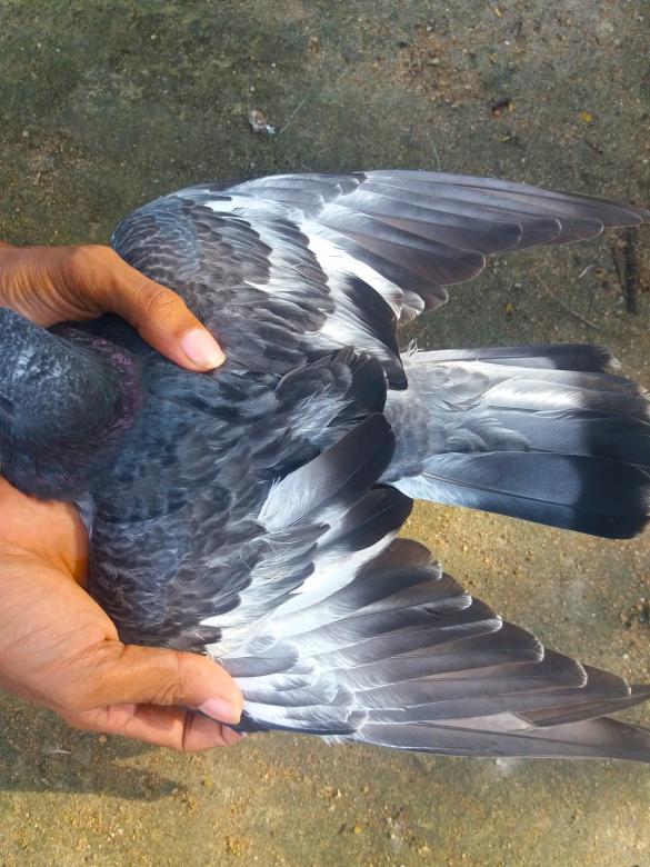 Free stock image of High Fly Indian Pigeon Breed created by Infinity Focus