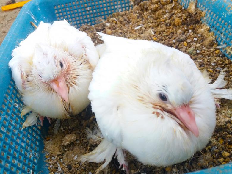 Free stock image of Pure Australian White Pigeon Chicks created by Infinity Focus
