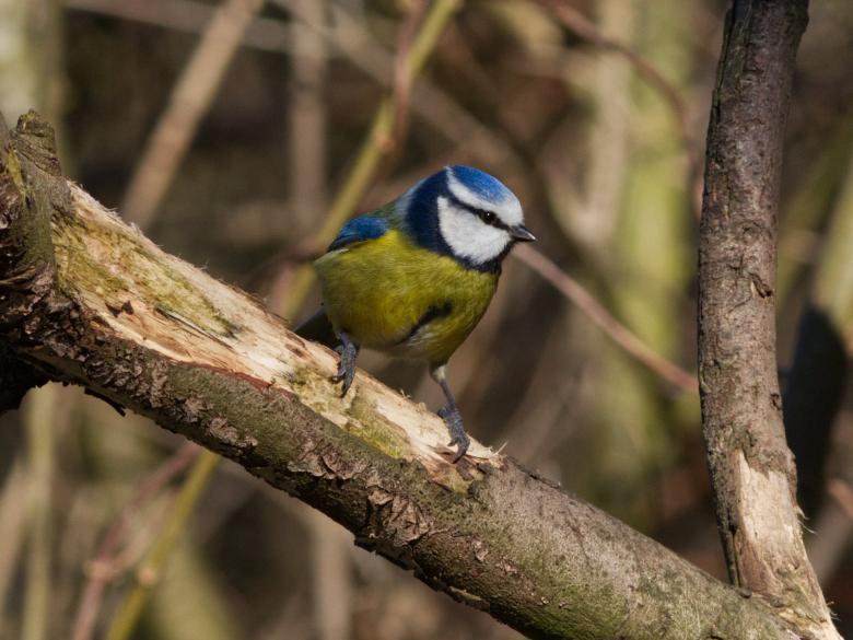 Free stock image of Bluetit created by Andrew Chilvers