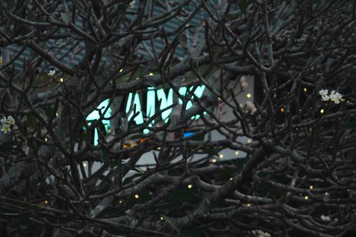 Blur tree background photo - Free Stock Photo