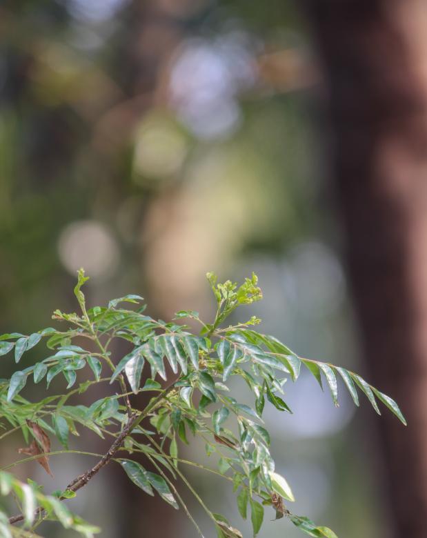 Free stock image of curry leaf tree photos  created by nl photography