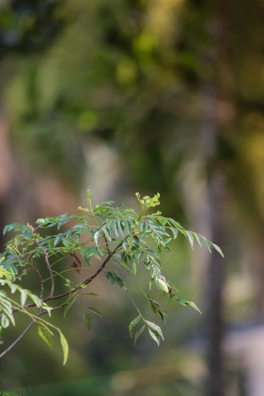 Free stock image of curry leaf tree photos  created by nl photography