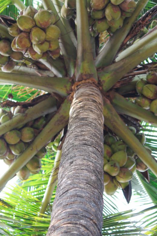 Free stock image of Coconuts on the Tree created by nl photography