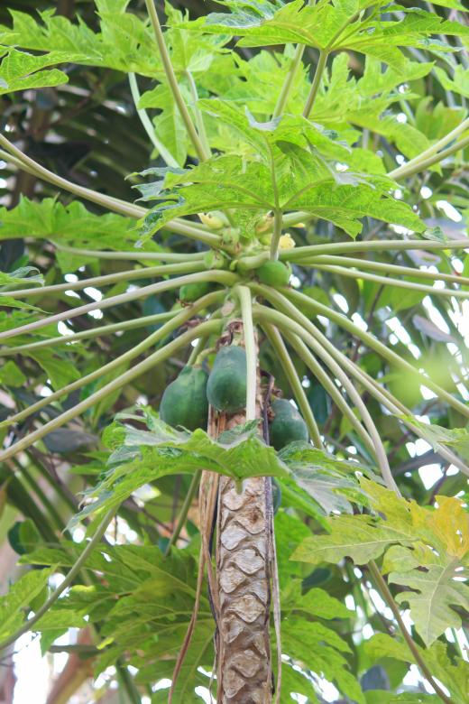Free stock image of Papaya Fruit Tree created by nl photography