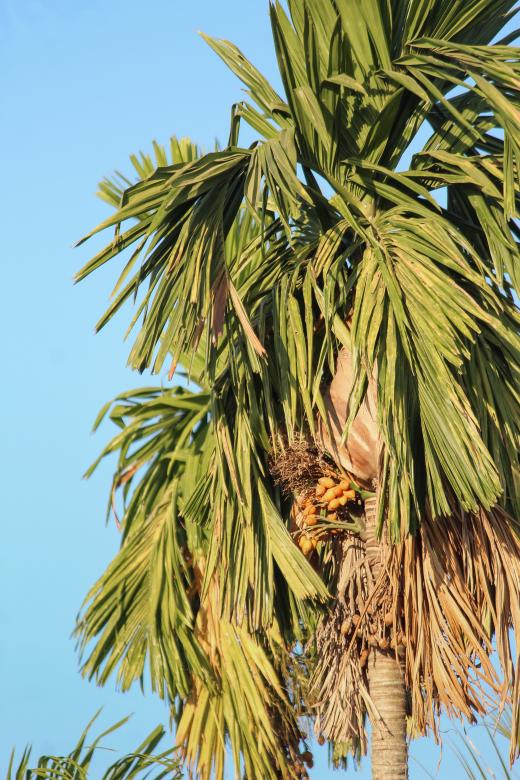 Free stock image of areca nut tree created by nl photography