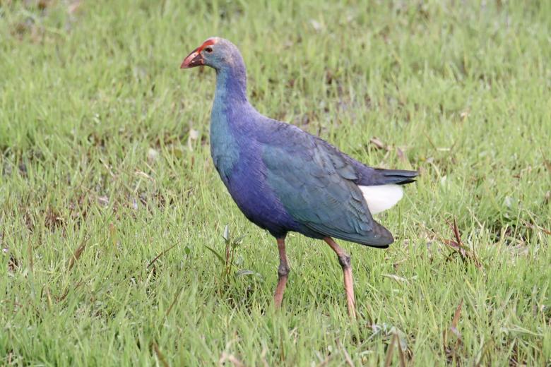 Free stock image of Purple Swamphen created by sylvester alphonso