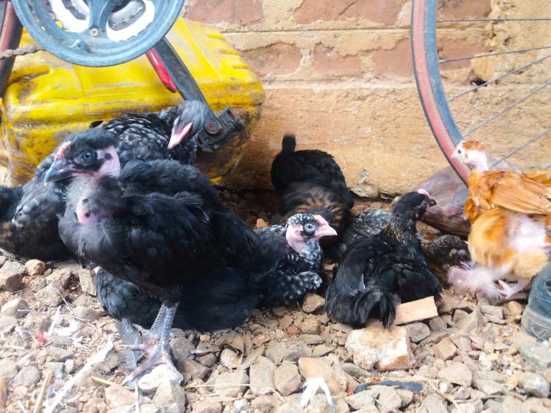 Free stock image of Chicken Chicks, Chicken Farm, two month Chicks created by Infinity Focus