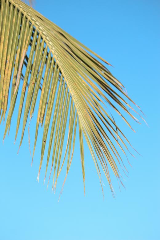 Free stock image of coconut tree against blue sky photos created by nl photography