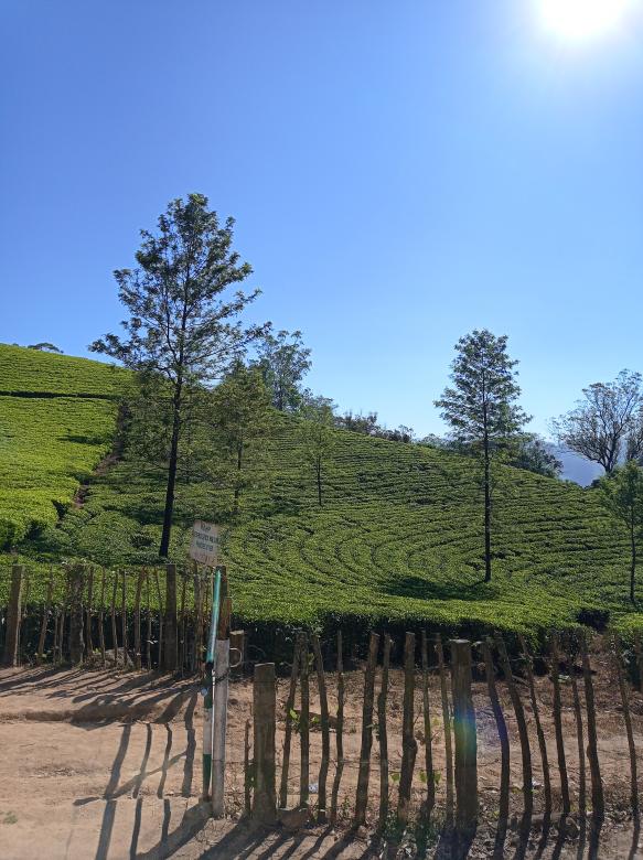 Free stock image of Plantation of tea created by nl photography