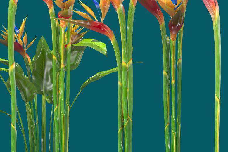 Free stock image of Glossy style beautiful flowers created by John Leaver