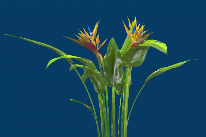 Free stock image of Glossy style beautiful flowers created by John Leaver