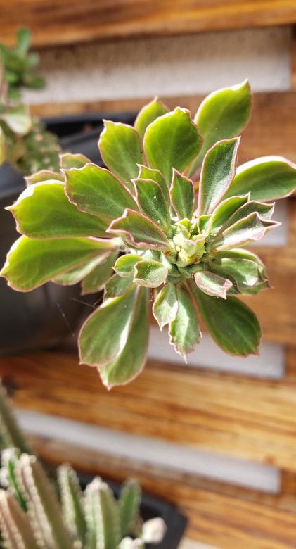 Free stock image of Esperança created by Sabrina Koroll Ferreira