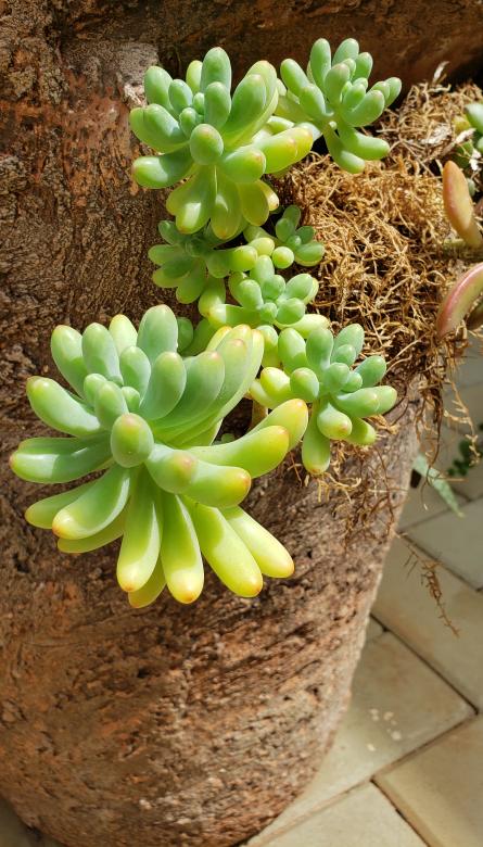 Free stock image of Dedinhos created by Sabrina Koroll Ferreira