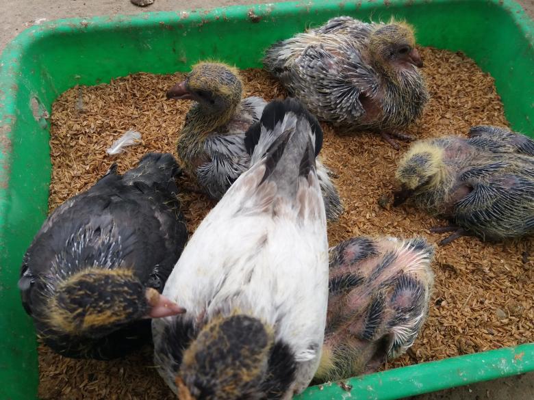 Free stock image of Pigeon Chicks created by Infinity Focus