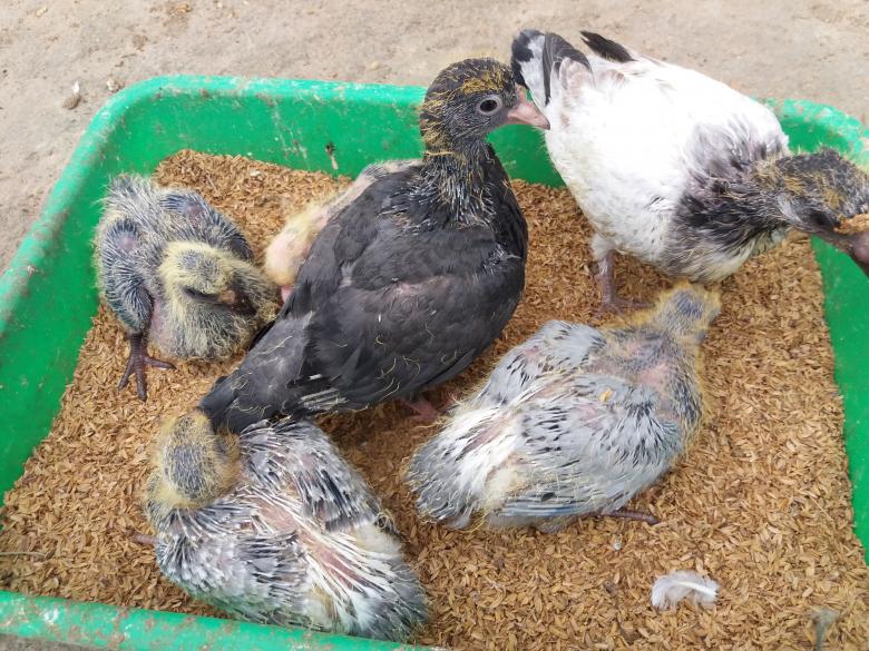 Free stock image of Pigeon Chicks created by Infinity Focus