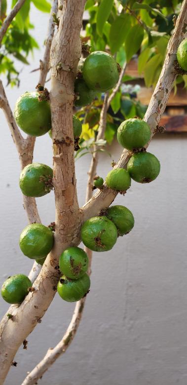 Free stock image of JABUTICABAS VERDES created by Sabrina Koroll Ferreira